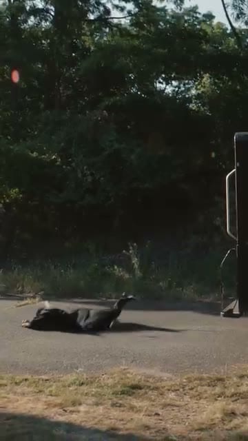 Brand Impact, Dog on a road by an RV, show-world detail. Netflix mark still absent at the 4s window.